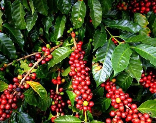 KAHVE FIDANI (Coffea Arabica 2.5 YAS (COK OZEL URUN SINIRLI STOK)